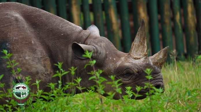 fausta world oldest rhino dies tanzania Fausta oldest rhino dies in tanzania