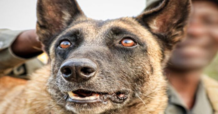 filmmakers-give-award-to-k9-unit-kruger-park filmmakers donate prize money to kruger k9 unit