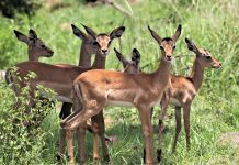 impala kruger national park south africa run over