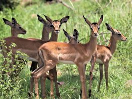impala kruger national park south africa run over