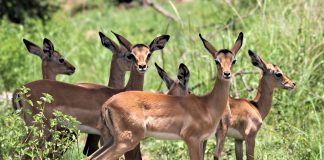 impala kruger national park south africa run over