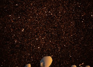 meerkat images milky way