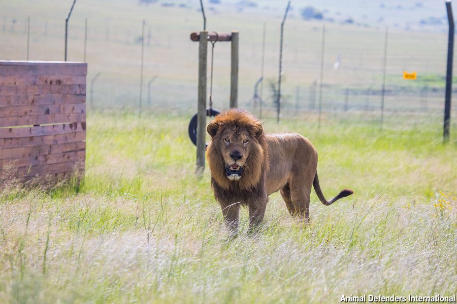 17 Rescued Circus Big Cats from Guatemala Begin New Life in South Africa - SAPeople - Worldwide South African News 17 Rescued Circus Big Cats from Guatemala Begin New Life in South Africa - SAPeople - Worldwide South African News