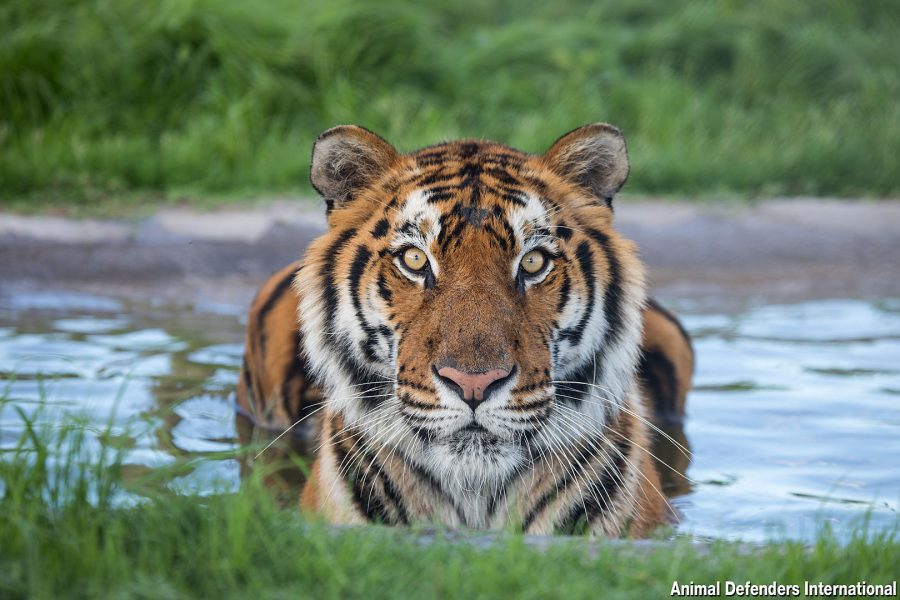 rescued circus cats now in south africa