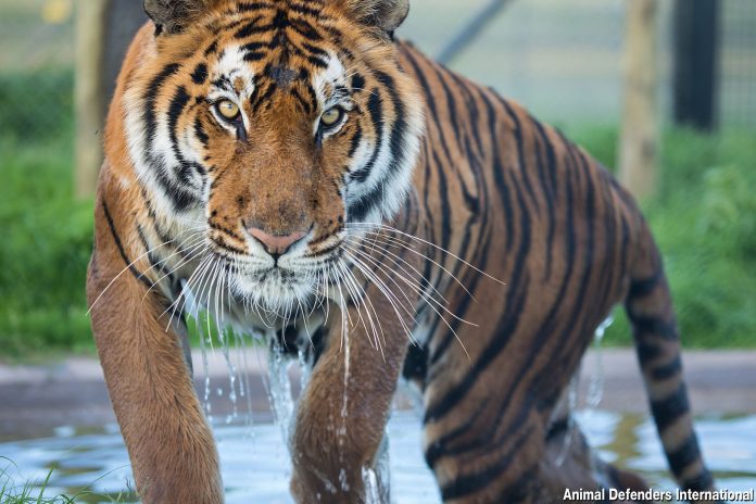 0-28-Tiger-leaving-pool-ADI-Wi rescued circus cats now in south africa