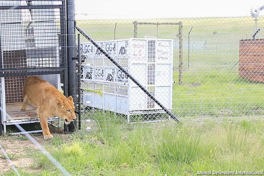 rescued circus cats now in south africa