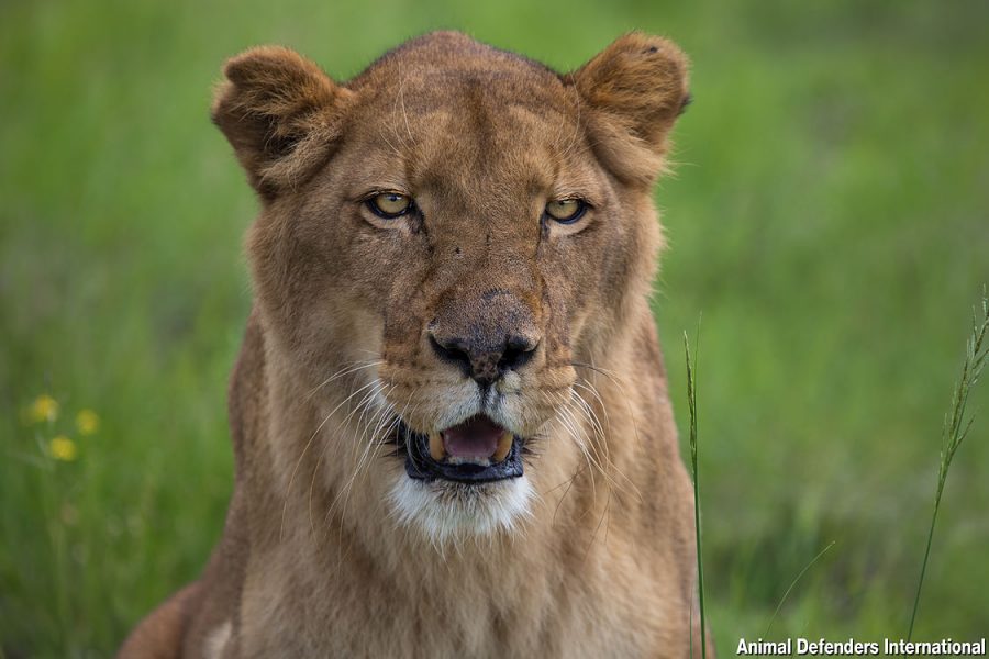 rescued circus cats now in south africa