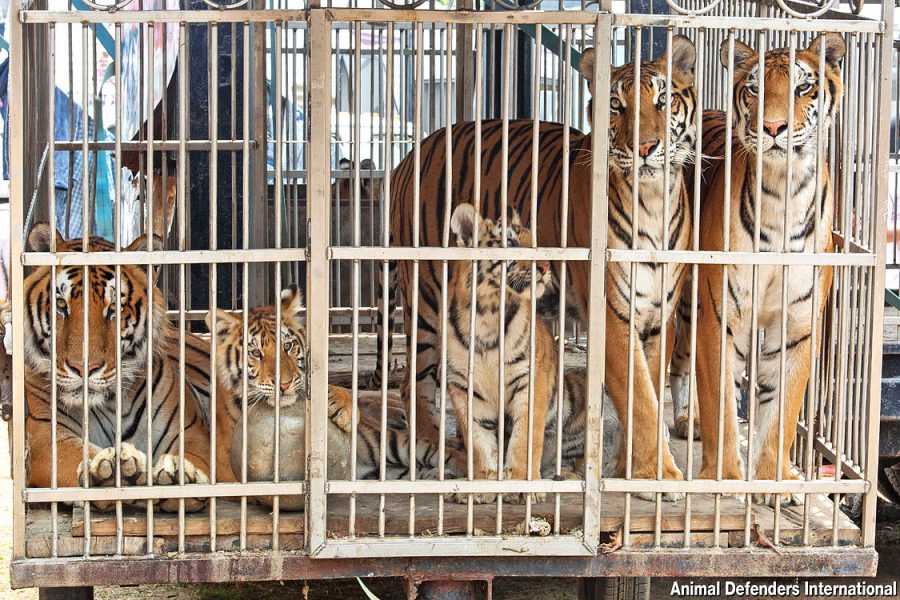 rescued circus cats now in south africa