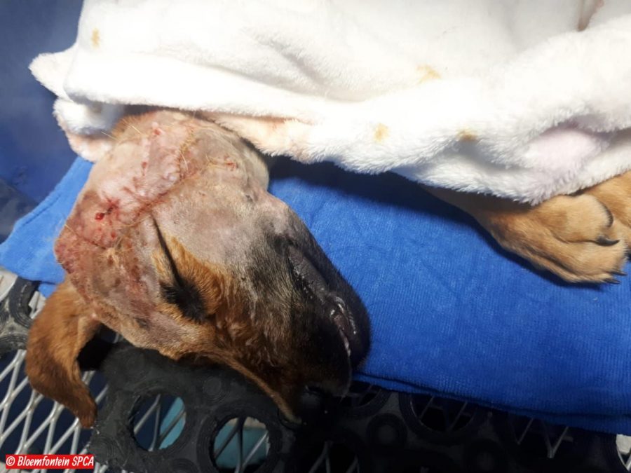 dog survives fireworks attack bloemfontein south africa