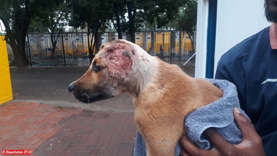 dog survives fireworks attack bloemfontein south africa