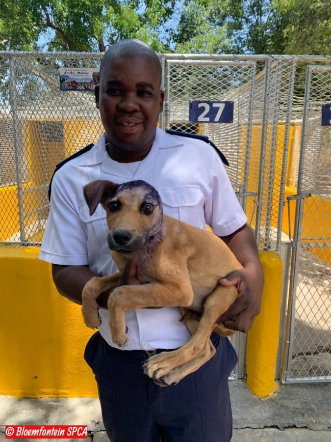 dog survives fireworks attack bloemfontein south africa