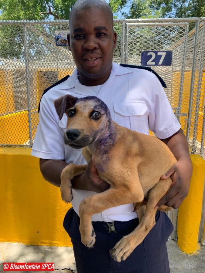 dog survives fireworks attack bloemfontein south africa