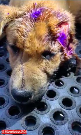 dog survives fireworks attack bloemfontein south africa