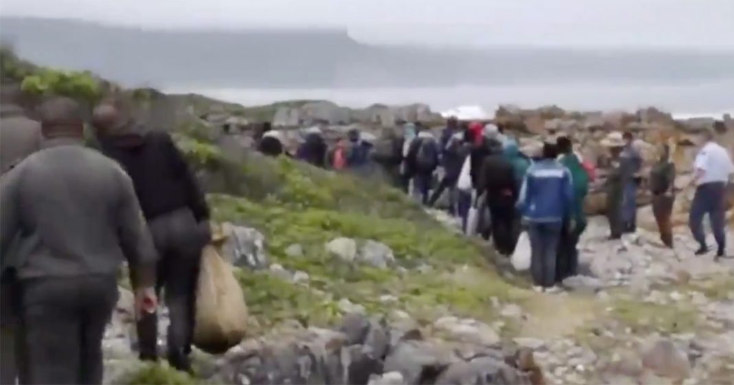 WATCH 48 Suspected Abalone Poachers Arrested in South Africa SAPeople
