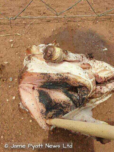 chicken laced with poison in south africa