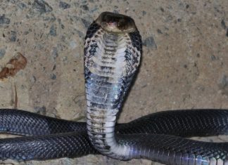 chinese cobra link to coronavirus possibly
