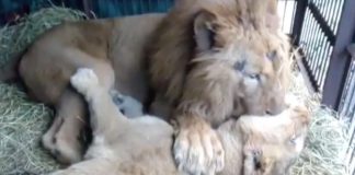circus-lions-waiting-for-south-africa