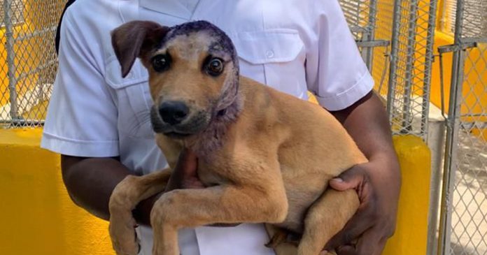 dog-survives-fireworks-attack-south-africa-bloemfontein dog survives fireworks attack bloemfontein south africa
