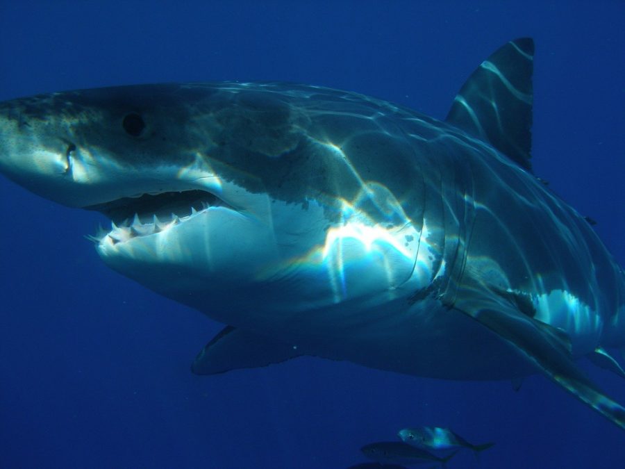 great white shark sighting false bay south africa