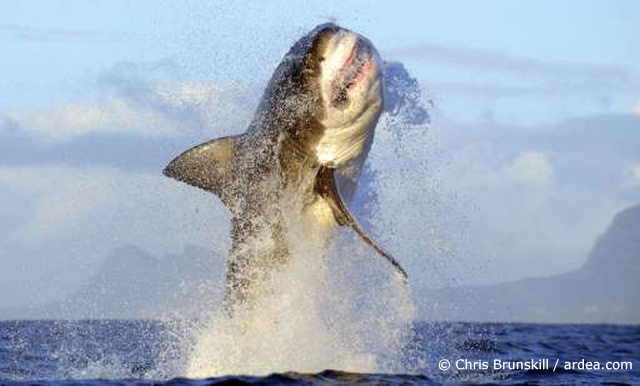 great white shark south africa