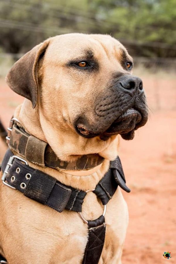 k9 hero hulk