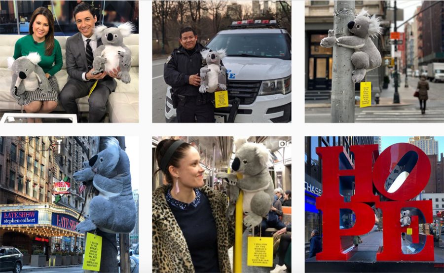 koalas in new york city