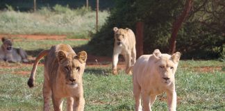 lions lodge south africa