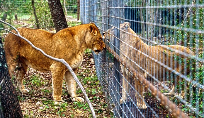 lions