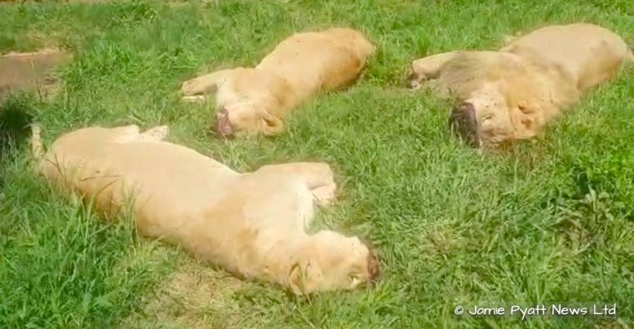 lions poached south africa