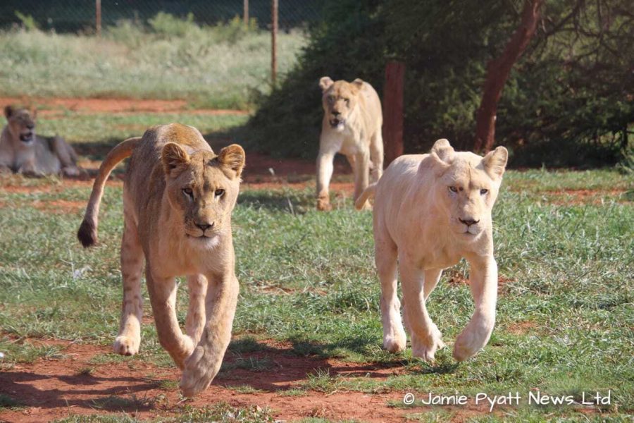 lions poached south africa 2
