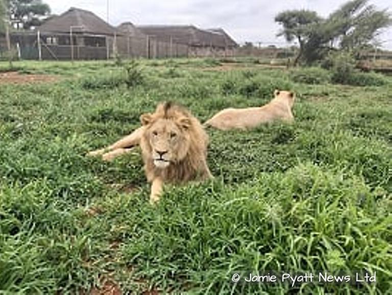lions killed by poachers