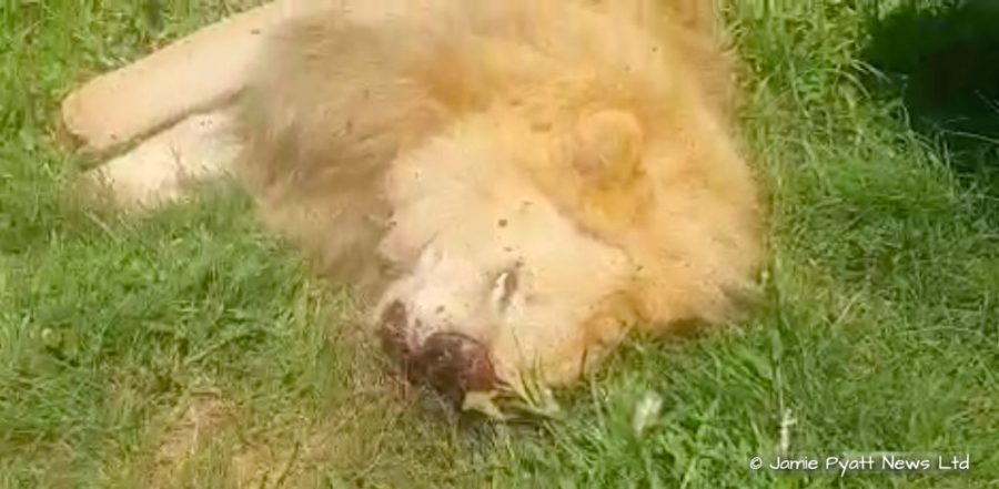 lions killed by poachers in south africa