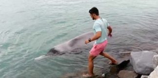 whale-rescue-struisbaai-south-africa