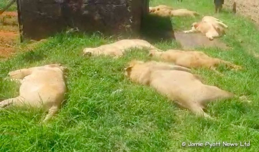 lions killed by poachers in south africa