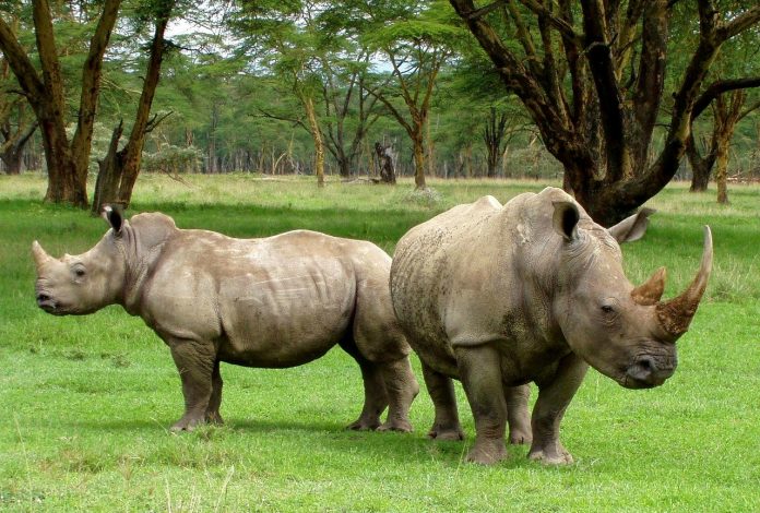 rhino poacher arrested south africa