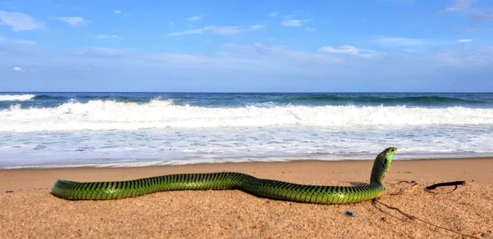 Boomslang beach Boomslang beach