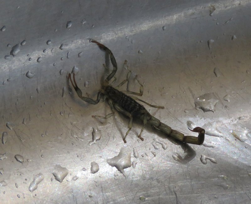 Scorpion letter from Zimbabwe