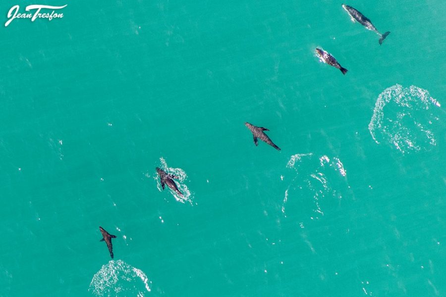 Seals Dolphin