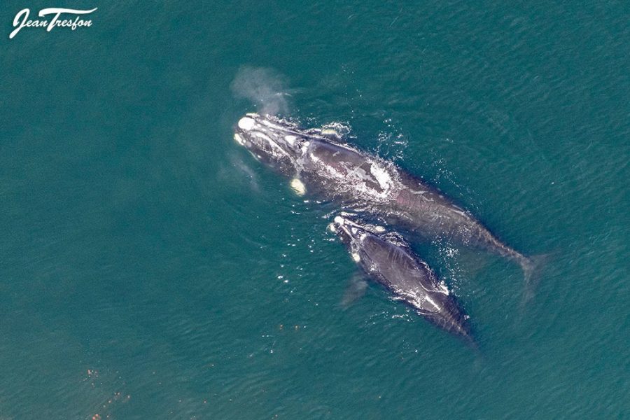 Southern Right Whales