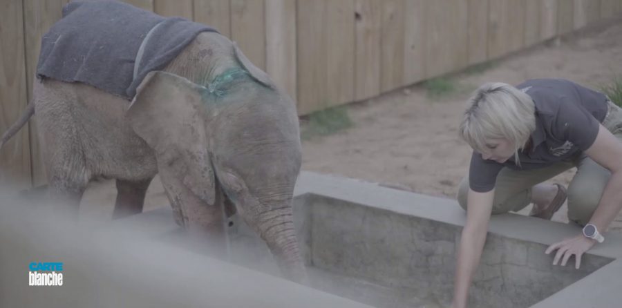 adine with rare white albino elephant