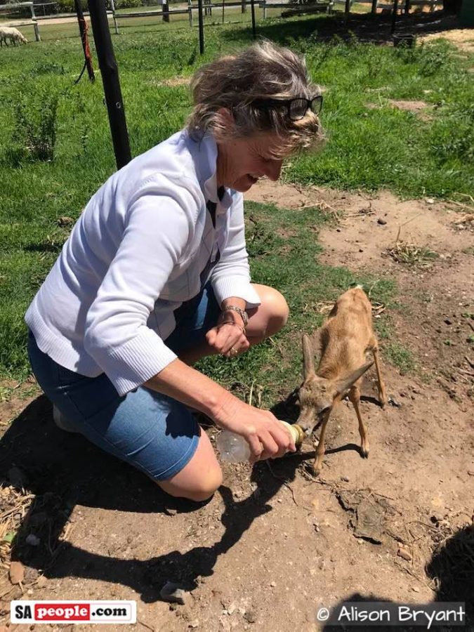 alison feeds missy baby springbok