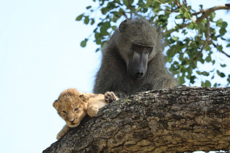 baboon captures lion cub