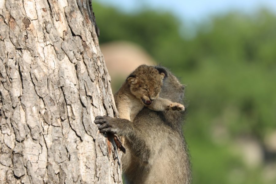 baboon with lion cub baboon with lion cub