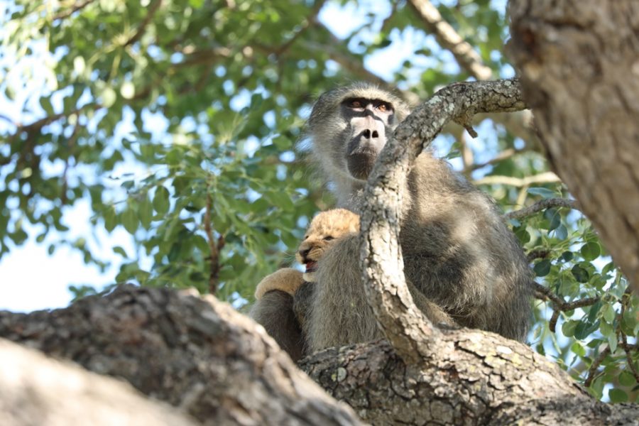 baboon with lion cub baboon with lion cub