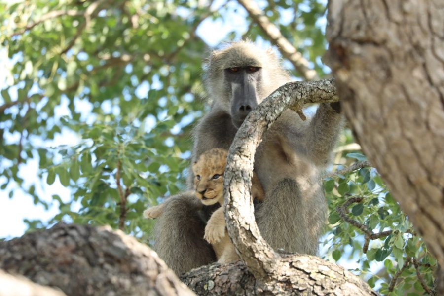 baboon with lion cub baboon with lion cub