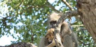 baboon captures lion cub