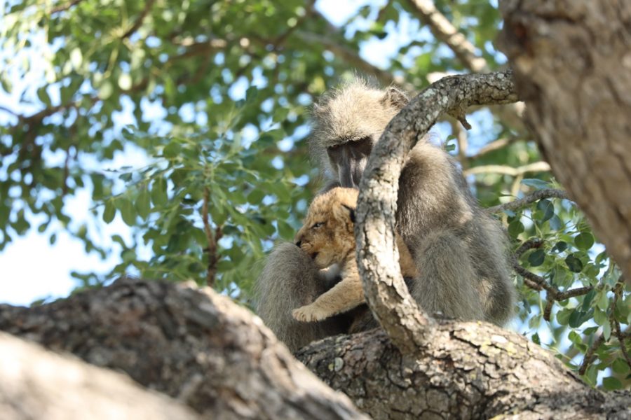 baboon with lion cub baboon with lion cub
