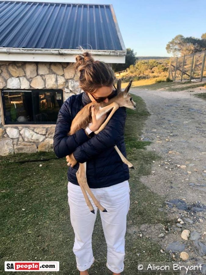 baby springbok stilbaai south africa
