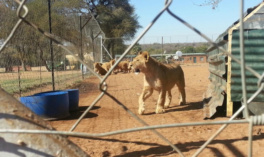 cub-petting-breeding-copyright-drew-abrahamson