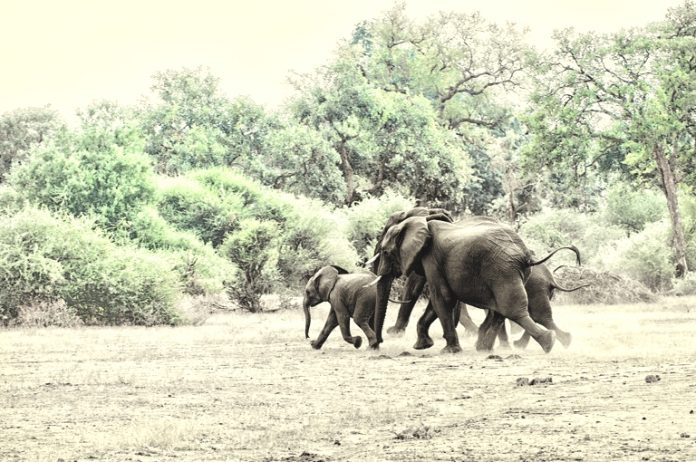 elephants kill man conservationist kzn south africa